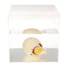 Load image into Gallery viewer, Hatching Egg ''Grow Your Own Fairy''