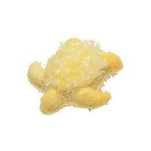 Load image into Gallery viewer, Sparkling Crystals Growing Set &#39;&#39;Yellow Turtle&#39;&#39;
