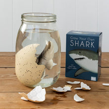 Load image into Gallery viewer, Hatching Egg &#39;&#39;Grow Your Own Shark&#39;&#39;
