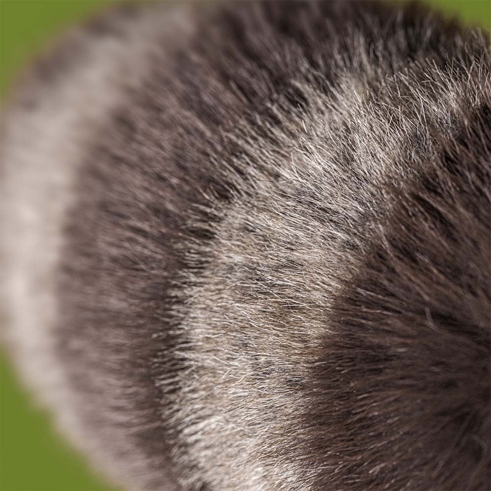 Jellycat Trixiwoo Raccoon, Soft Toy