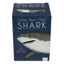 Load image into Gallery viewer, Hatching Shark Egg &#39;&#39;Grow Your Own Shark&#39;&#39;
